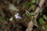 yellowseed false pimpernel